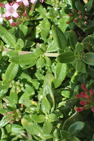 Plocama calabrica \ Kalabrische Putorie / Stinking Madder, Kefalonia/Cephalonia Assos 20.4.2024