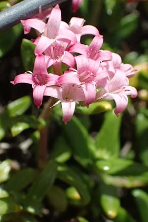Plocama calabrica \ Kalabrische Putorie / Stinking Madder, Kefalonia/Cephalonia Assos 20.4.2024