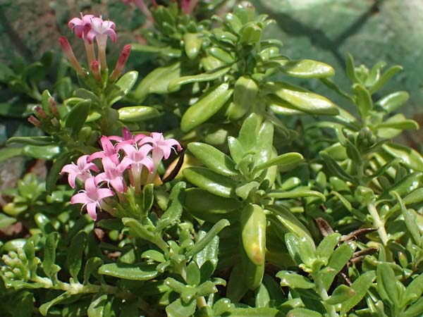 Plocama calabrica \ Kalabrische Putorie / Stinking Madder, Kefalonia/Cephalonia Assos 20.4.2024