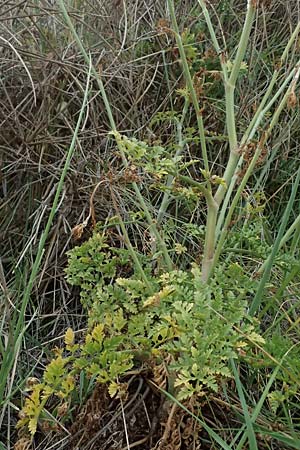 Daucus carota subsp. maritimus \ Strand-M�hre / Sea-Side Carrot, Kefalonia/Cephalonia Paralia Thomas 21.4.2024