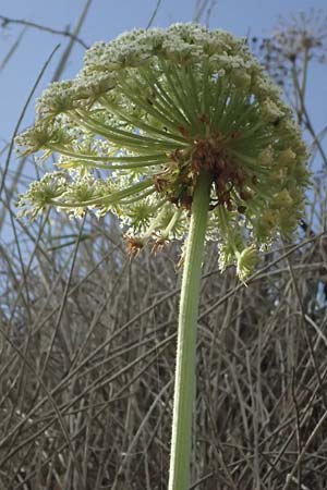 Daucus carota subsp. maritimus \ Strand-M�hre / Sea-Side Carrot, Kefalonia/Cephalonia Paralia Thomas 21.4.2024