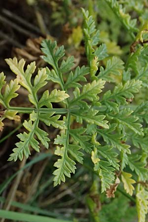 Daucus carota subsp. maritimus \ Strand-M�hre / Sea-Side Carrot, Kefalonia/Cephalonia Paralia Thomas 21.4.2024