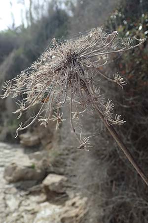 Daucus carota subsp. maritimus \ Strand-M�hre / Sea-Side Carrot, Kefalonia/Cephalonia Paralia Thomas 21.4.2024