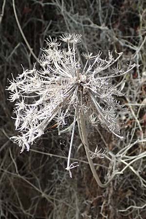 Daucus carota subsp. maritimus \ Strand-M�hre / Sea-Side Carrot, Kefalonia/Cephalonia Paralia Thomas 21.4.2024