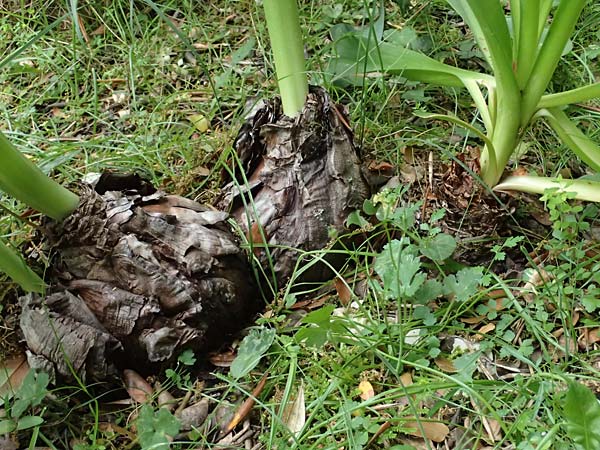 Drimia numidica \ Meerzwiebel / Mediterranean Sea Squill, Kefalonia/Cephalonia Sami 22.4.2024