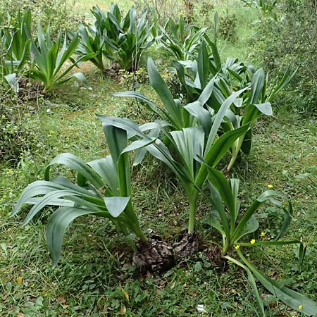 Drimia numidica \ Meerzwiebel / Mediterranean Sea Squill, Kefalonia/Cephalonia Sami 22.4.2024