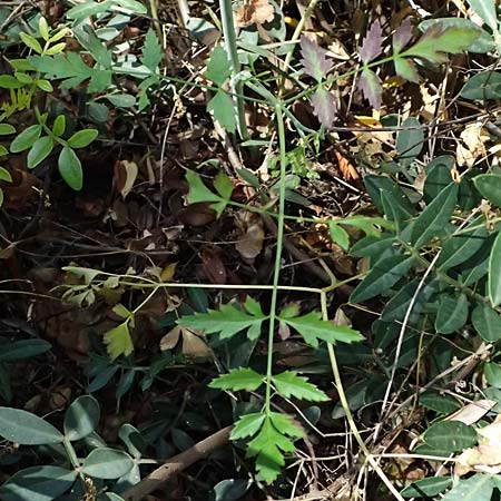 Scaligeria moreana \ Erdkastanie / Scaligeria, Kefalonia/Cephalonia Karavomylos 20.4.2024