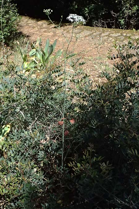 Scaligeria moreana \ Erdkastanie / Scaligeria, Kefalonia/Cephalonia Karavomylos 20.4.2024