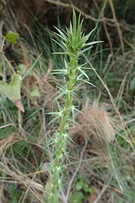 Eryngium creticum \ Kretische Mannstreu / Cretan Eryngo, Kefalonia/Cephalonia Argostoli 19.4.2024