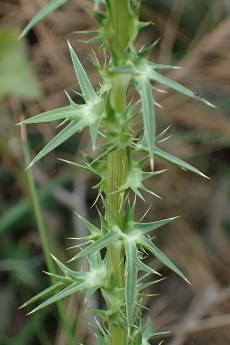 Eryngium creticum \ Kretische Mannstreu / Cretan Eryngo, Kefalonia/Cephalonia Argostoli 19.4.2024