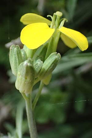Erysimum cephalonicum \ Kefalonia-Sch�terich / Cephalonian Treacle Mustard, Kefalonia/Cephalonia Ainos 24.4.2024