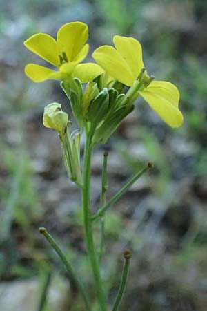 Erysimum cephalonicum \ Kefalonia-Sch�terich / Cephalonian Treacle Mustard, Kefalonia/Cephalonia Ainos 24.4.2024
