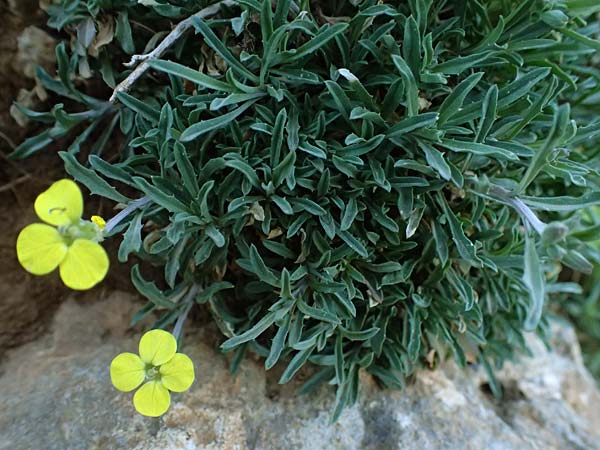 Erysimum cephalonicum \ Kefalonia-Sch�terich / Cephalonian Treacle Mustard, Kefalonia/Cephalonia Ainos 24.4.2024