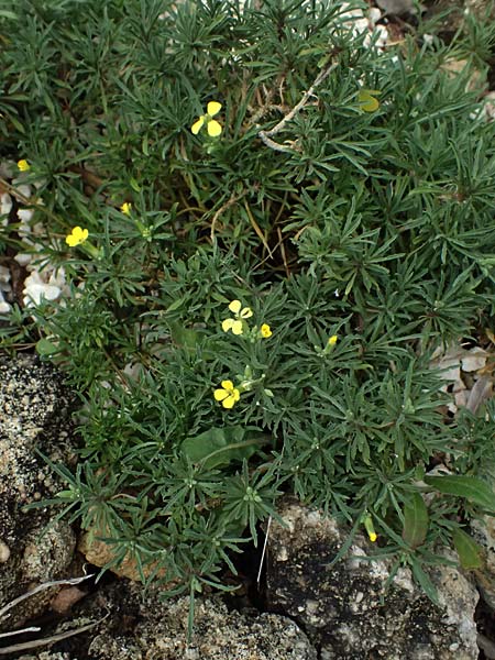 Erysimum cephalonicum \ Kefalonia-Sch�terich / Cephalonian Treacle Mustard, Kefalonia/Cephalonia   25.4.2024