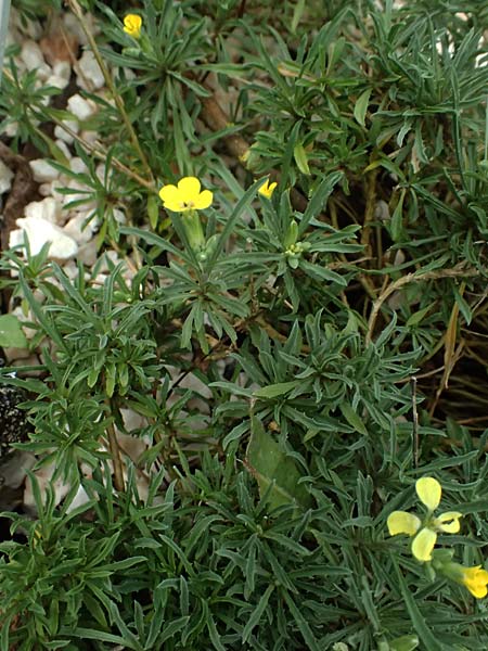 Erysimum cephalonicum \ Kefalonia-Sch�terich / Cephalonian Treacle Mustard, Kefalonia/Cephalonia   25.4.2024