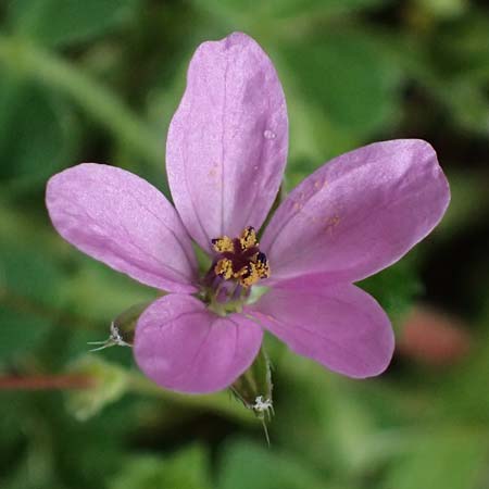 Erodium cicutarium \ Gewhnlicher Reiherschnabel / Common Crane's-Bill, Philary, Kefalonia/Cephalonia Ainos 18.4.2024