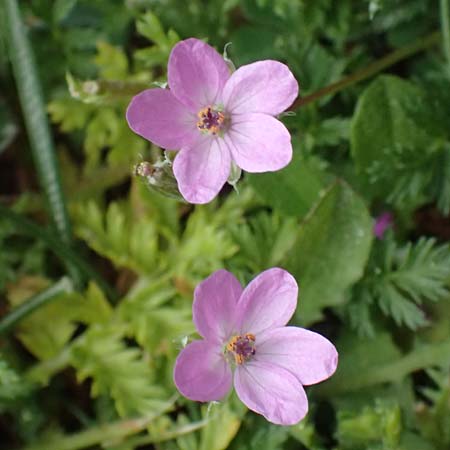 Erodium cicutarium \ Gewhnlicher Reiherschnabel / Common Crane's-Bill, Philary, Kefalonia/Cephalonia Ainos 18.4.2024