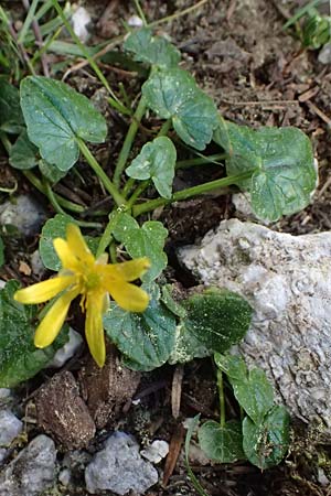 Ficaria chrysocephala \ Goldschopf-Scharbockskraut / Eastern Fig Buttercup, Kefalonia/Cephalonia Ainos 18.4.2024