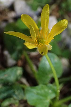 Ficaria chrysocephala \ Goldschopf-Scharbockskraut / Eastern Fig Buttercup, Kefalonia/Cephalonia Ainos 18.4.2024