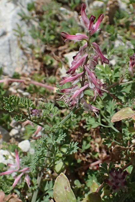 Fumaria officinalis ? \ Echter Erdrauch / Common Fumitory, Kefalonia/Cephalonia Ainos 24.4.2024