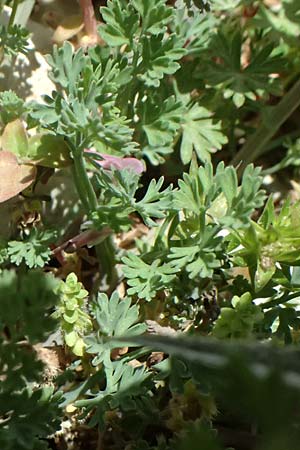 Fumaria officinalis ? \ Echter Erdrauch / Common Fumitory, Kefalonia/Cephalonia Ainos 24.4.2024