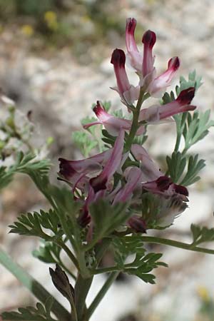 Fumaria officinalis ? \ Echter Erdrauch / Common Fumitory, Kefalonia/Cephalonia Ainos 24.4.2024