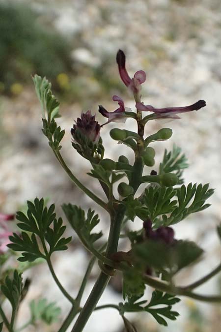 Fumaria officinalis ? \ Echter Erdrauch / Common Fumitory, Kefalonia/Cephalonia Ainos 24.4.2024