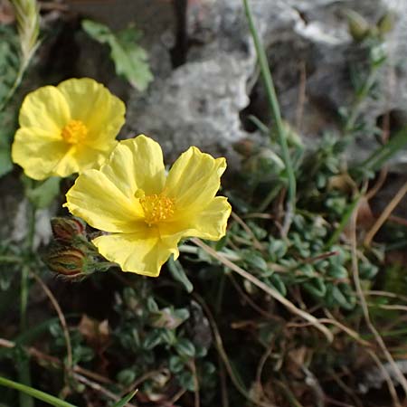 Fumana arabica \ Zwerg-Nadelrschen / Mediterranean Sun-Rose, Kefalonia/Cephalonia Ainos 18.4.2024