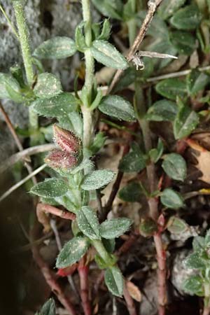 Fumana arabica \ Zwerg-Nadelrschen / Mediterranean Sun-Rose, Kefalonia/Cephalonia Ainos 24.4.2024