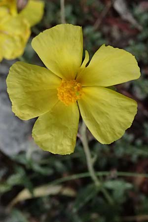 Fumana arabica \ Zwerg-Nadelrschen / Mediterranean Sun-Rose, Kefalonia/Cephalonia Ainos 24.4.2024