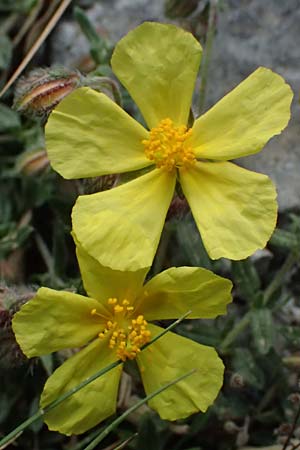 Fumana arabica \ Zwerg-Nadelrschen / Mediterranean Sun-Rose, Kefalonia/Cephalonia Ainos 24.4.2024