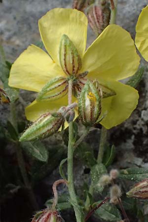 Fumana arabica \ Zwerg-Nadelrschen / Mediterranean Sun-Rose, Kefalonia/Cephalonia Ainos 24.4.2024