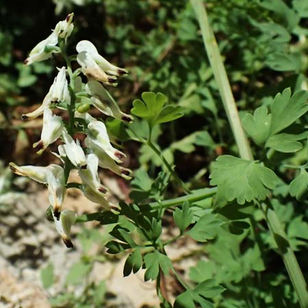 Fumaria judaica \ Jud&auml;a-Erdrauch / Judean Fumitory, Kefalonia/Cephalonia Argostoli 14.4.2024