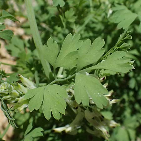 Fumaria judaica \ Jud&auml;a-Erdrauch / Judean Fumitory, Kefalonia/Cephalonia Argostoli 14.4.2024