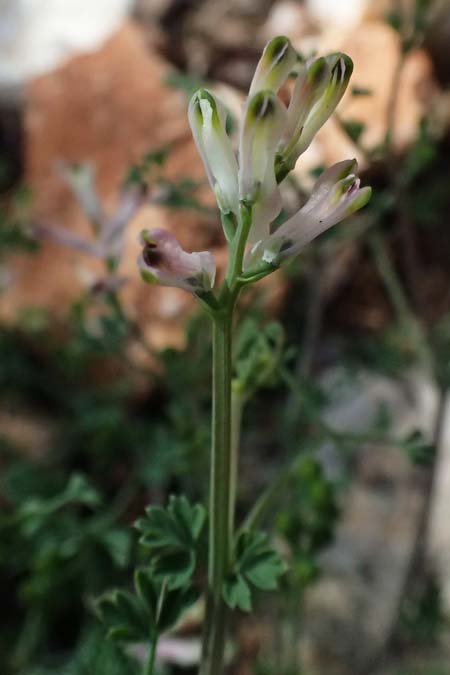 Fumaria bastardii ? \ Bastards Erdrauch / Tall Ramping Fumitory, Kefalonia/Cephalonia Paralia Langadakia 15.4.2024