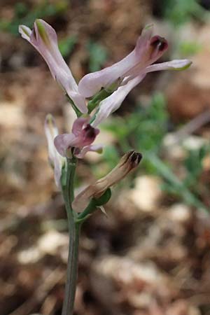 Fumaria bastardii ? \ Bastards Erdrauch / Tall Ramping Fumitory, Kefalonia/Cephalonia Paralia Langadakia 15.4.2024