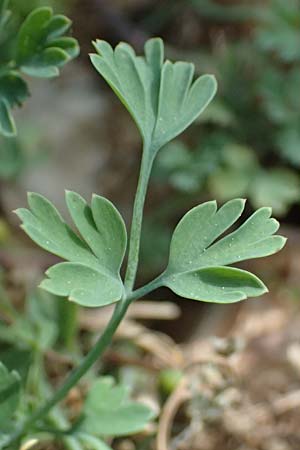 Fumaria bastardii ? \ Bastards Erdrauch / Tall Ramping Fumitory, Kefalonia/Cephalonia Paralia Langadakia 15.4.2024