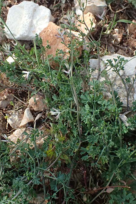 Fumaria bastardii ? \ Bastards Erdrauch / Tall Ramping Fumitory, Kefalonia/Cephalonia Paralia Langadakia 15.4.2024