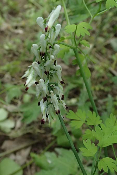 Fumaria capreolata \ Rankender Erdrauch / White Ramping Fumitory, Kefalonia/Cephalonia Paralia Trapezaki 21.4.2024