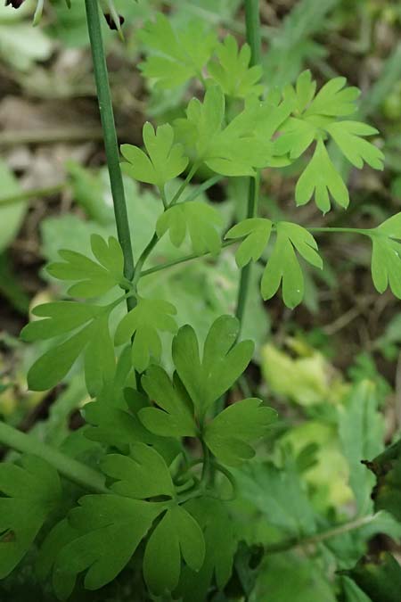Fumaria capreolata \ Rankender Erdrauch / White Ramping Fumitory, Kefalonia/Cephalonia Paralia Trapezaki 21.4.2024