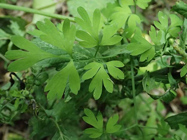 Fumaria capreolata \ Rankender Erdrauch / White Ramping Fumitory, Kefalonia/Cephalonia Paralia Trapezaki 21.4.2024
