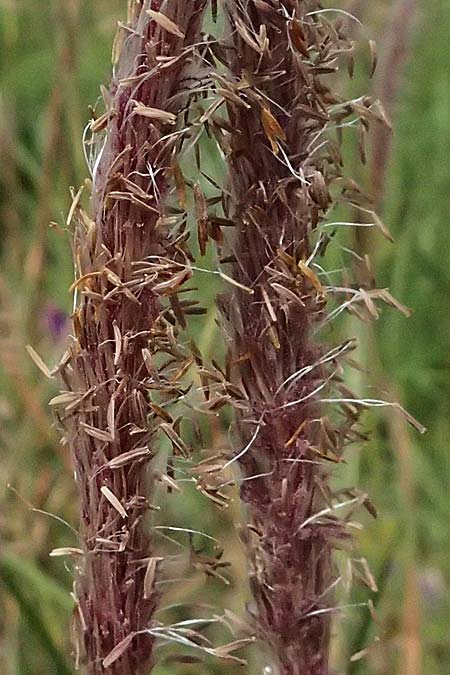 Imperata cylindrica \ Silberhaargras, Japanisches Blutgras / Cogon Grass, Alang-Alang, Kefalonia/Cephalonia Kap Mounda 17.4.2024