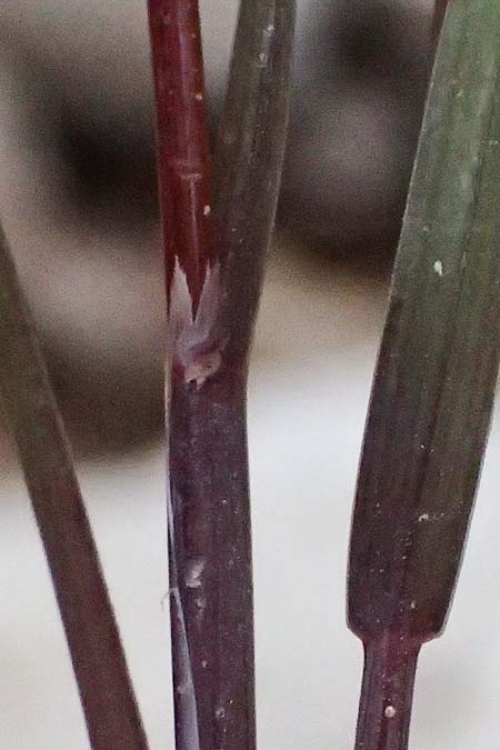 Cynosurus effusus \ Sch&ouml;nes Kammgras / Elegant Dogstail Grass, Kefalonia/Cephalonia Ainos 24.4.2024