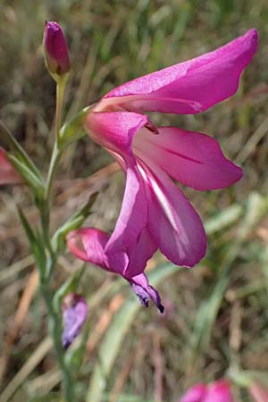 Gladiolus illyricus \ Illyrische Siegwurz / Wild Gladiolus, Kefalonia/Cephalonia Livadi 15.4.2024