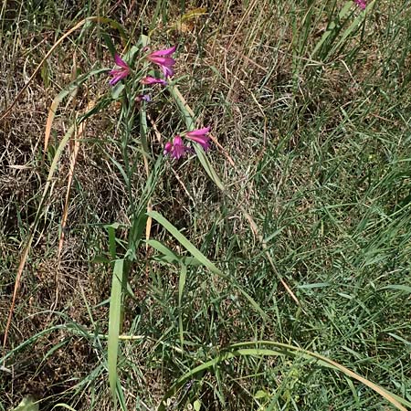 Gladiolus illyricus \ Illyrische Siegwurz / Wild Gladiolus, Kefalonia/Cephalonia Livadi 15.4.2024