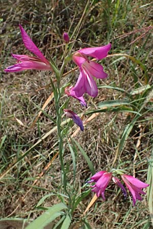 Gladiolus illyricus \ Illyrische Siegwurz / Wild Gladiolus, Kefalonia/Cephalonia Livadi 15.4.2024