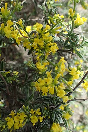 Anthyllis hermanniae \ Dorniger Wundklee, Kefalonia Chavdata 15.4.2024