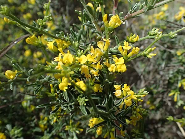 Anthyllis hermanniae \ Dorniger Wundklee, Kefalonia Chavdata 15.4.2024