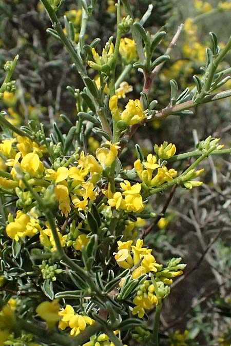 Anthyllis hermanniae \ Dorniger Wundklee, Kefalonia Chavdata 15.4.2024