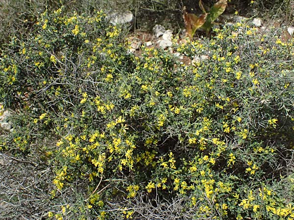 Anthyllis hermanniae \ Dorniger Wundklee, Kefalonia Chavdata 15.4.2024